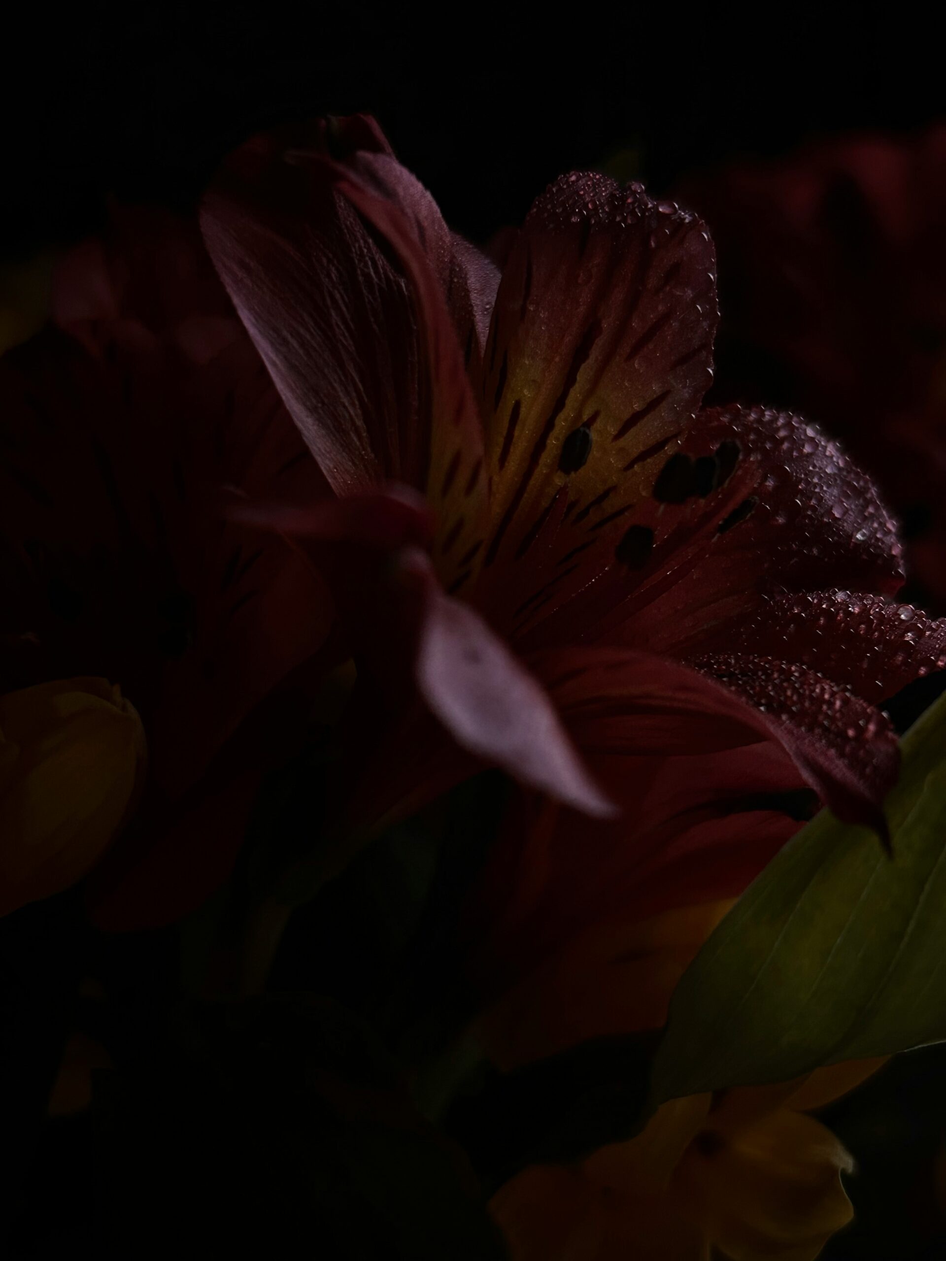 ann-danilina-aHesSl1F5hg-unsplash (1)