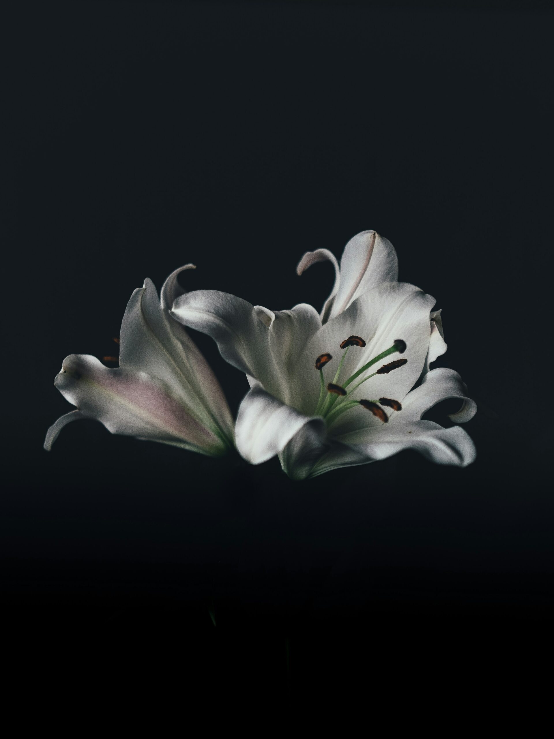 annie-spratt-38yKQLL11d8-unsplash (2)